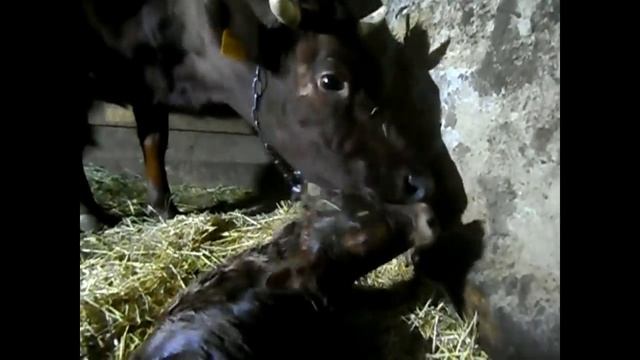 Бычок!!!!! Наконец то корова растелилась!!! смотреть онлайн