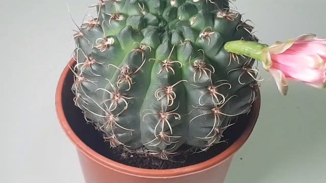 Gymnocalycium Baldianum-Dwarf Chin Cactus too tempting not to buy!! смотреть онлайн