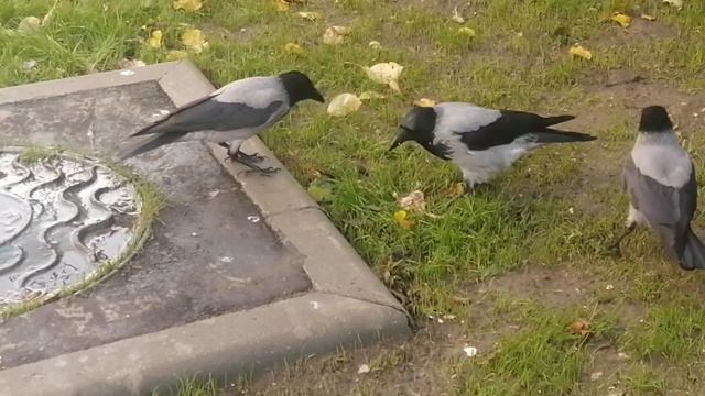 Молодой самец вороны не делится с самками \ Young male crow doesn't want to share with young female смотреть онлайн