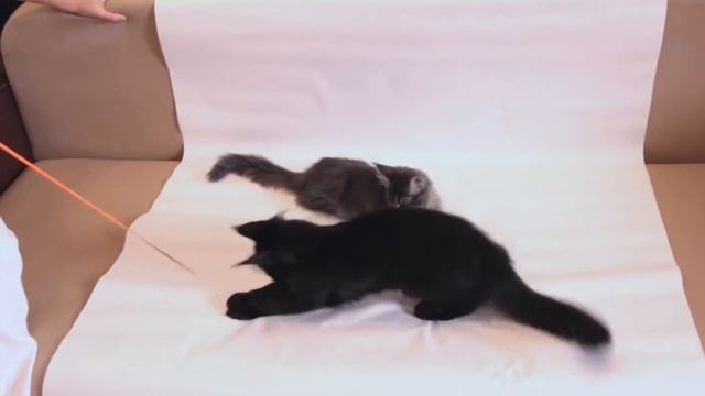 Самые милые котята в мире... смотреть онлайн