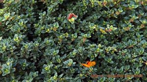 Тимьян лимоннопахнущий Мистик Лимон (buntblattrig) ? обзор: как сажать, саженцы тимьяна Мистик Лимо