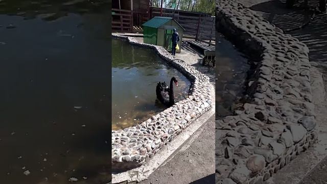 Чёрный лебедь в домашнем зоопарке. смотреть онлайн
