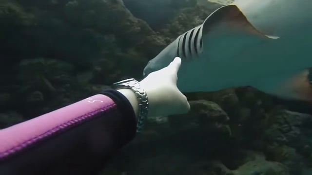 Shark Respiration - Marine Biology Seminar смотреть онлайн