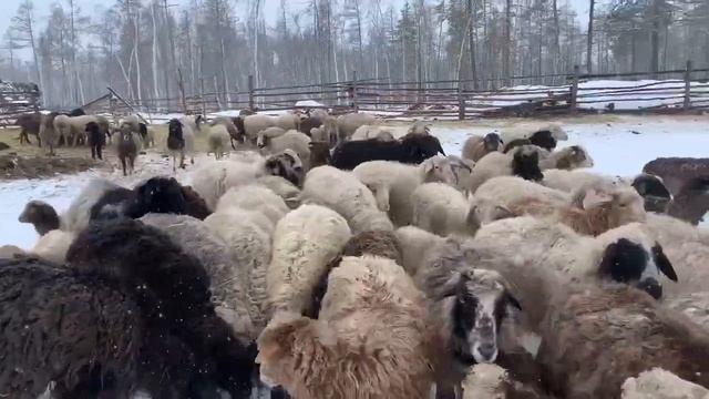 Морозостойкую породу овец вывели в Якутии смотреть онлайн