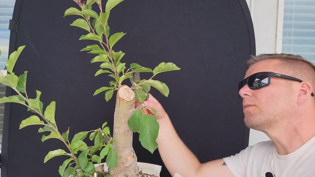 Crabapple Bonsai Tree- $25 Costco Special смотреть онлайн
