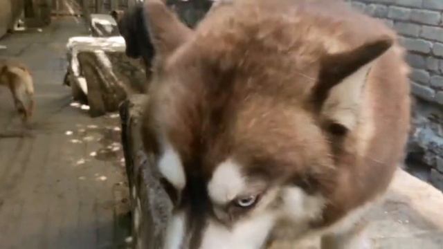 Приютский хаски Чак поёт перед началом работ в приюте.#dogs #бездомныеживотные#волжский смотреть онлайн