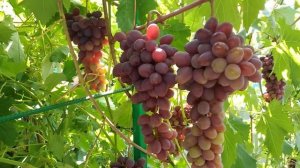 Виноград Клубничный