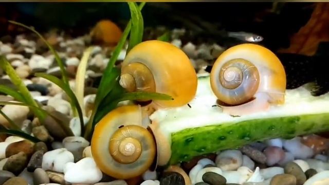 Наш аквариум на 150 литров смотреть онлайн