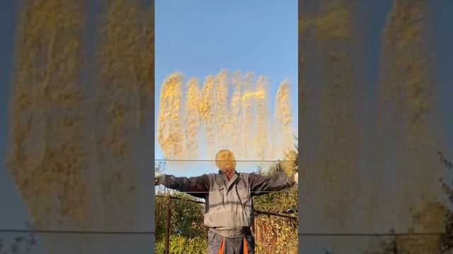 Амина. Имена из пшена. смотреть онлайн
