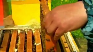 Пасека во всей Красе!!!!