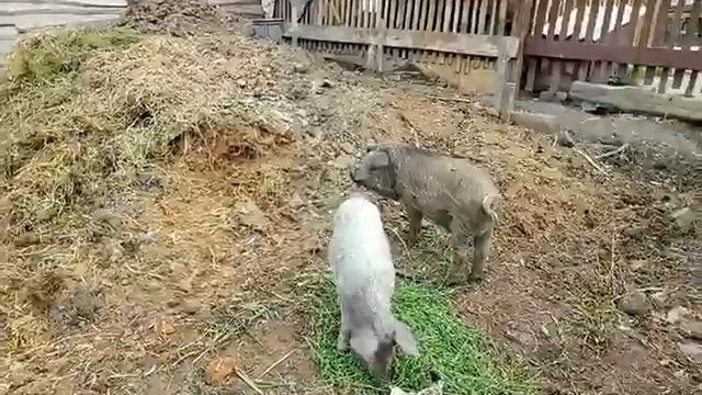 Псевдо мангалы смотреть онлайн
