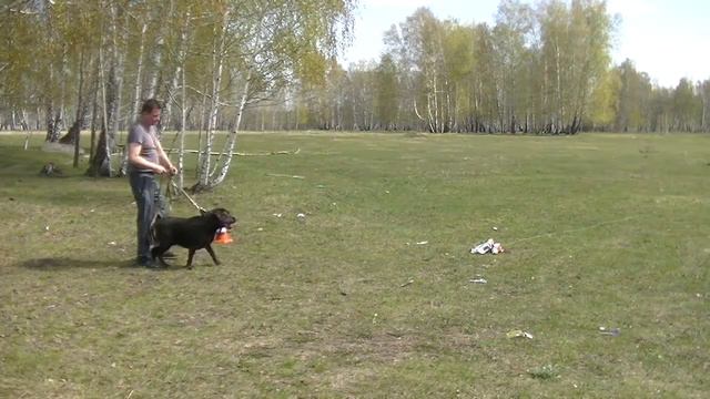 Лабрадор Арчи