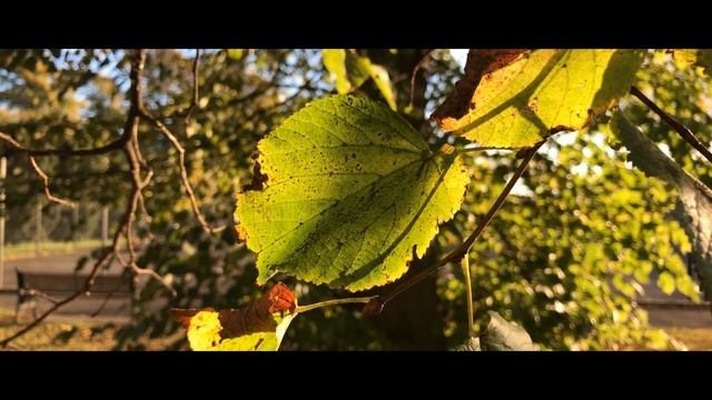 iPhone 7 Cinematic 4K Camera Test смотреть онлайн