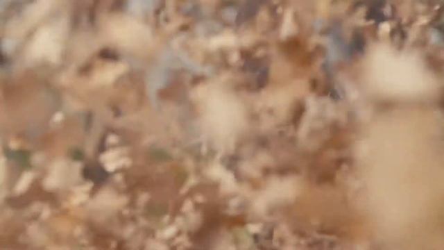 Воздуходувка STIHL в работе на примере BR 700 смотреть онлайн