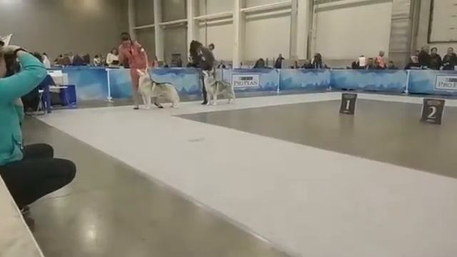 Выставка собак "Золотой ошейник 2017" смотреть онлайн