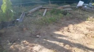 Муравьи и эппс технониколь