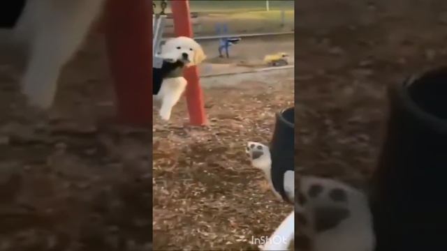 СМЕШНЫЕ КОШКИ 2022 И ДРУГИЕ ЖИВОТНЫЕ/10 МИНУТ СМЕХА/ ОЧЕНЬ СМЕШНЫЕ ЖИВОТНЫЕ/ЛУЧШИЕ ПРИКОЛЫ С КОШКАМ