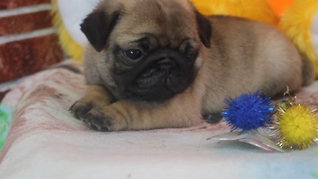 девочка мопса бежевого окраса смотреть онлайн