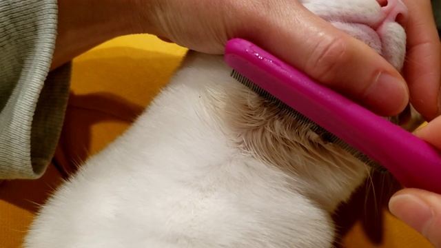 Remove my poor cat's stubborn acne смотреть онлайн