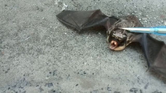 Летучая мышь днём смотреть онлайн