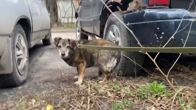 Побитая собачка пришла ко мне за помощью ? смотреть онлайн