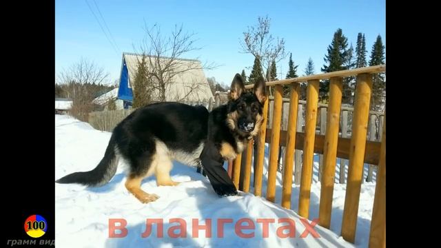 Дисплазия у собак - провисшие пясти. Немецкая овчарка смотреть онлайн