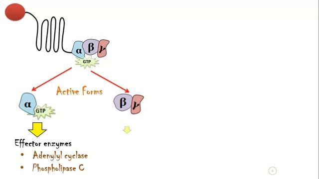 G Protein Coupled Receptors(GPCRs) - Structure, Function, Mechanism of Action. Everything! смотреть онлайн