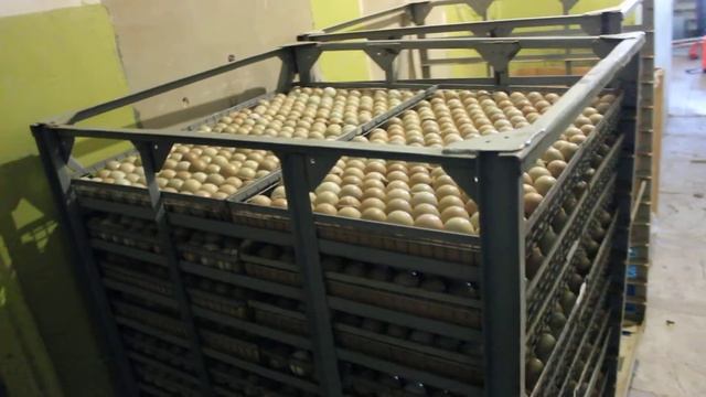 Яйцо птицы смотреть онлайн