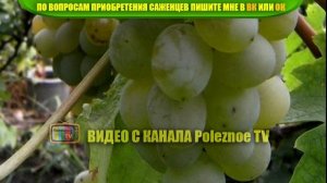 ВИНОГРАД ВОСТОРГ ОПИСАНИЕ СОРТА