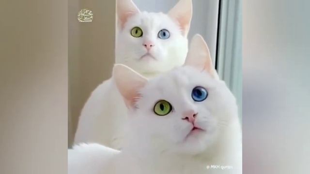 Милые турецкие ванские кошки/Sevimli Van kedileri смотреть онлайн