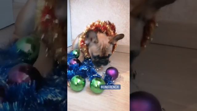 Унифренч Джони продается щенок французского бульдога смотреть онлайн