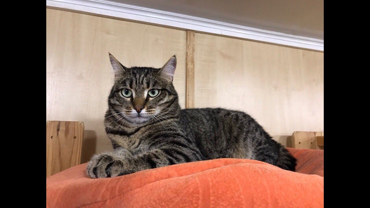 Наш Гарик (our Cat Garik)