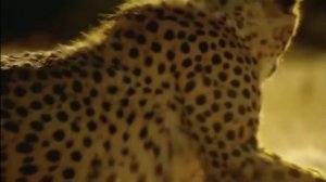 песня гепарда