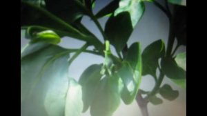 Почему осыпается цвет и завязь на хурме?