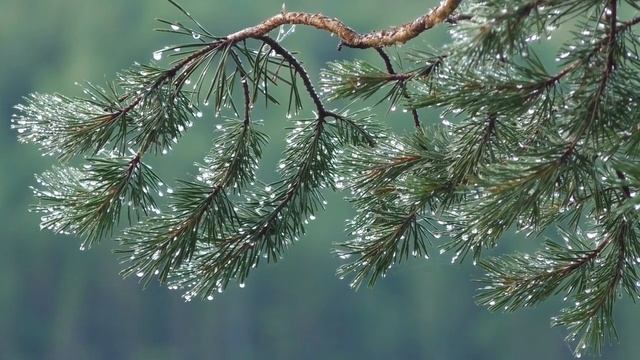 Расслабляющая музыка и мягкий дождь: Музыка для сна, Спокойная фортепианная музыка, Целебная музыка. смотреть онлайн