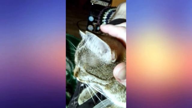 Обормот и Пися (fun Video. Music BlackRock)