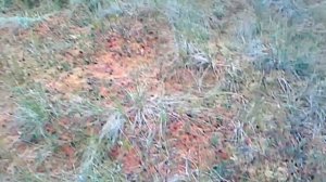 Мотобуксировщик по болоту за клюквой.