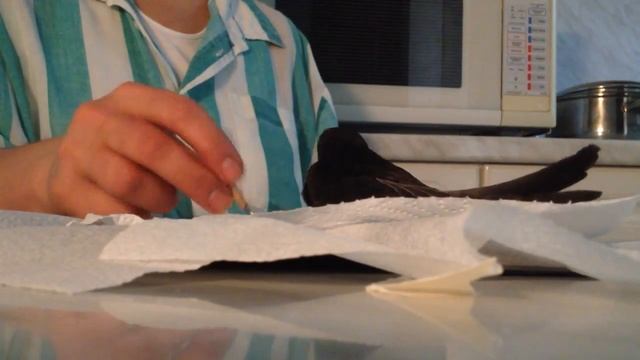 Кормление стрижа-карапуза))) смотреть онлайн