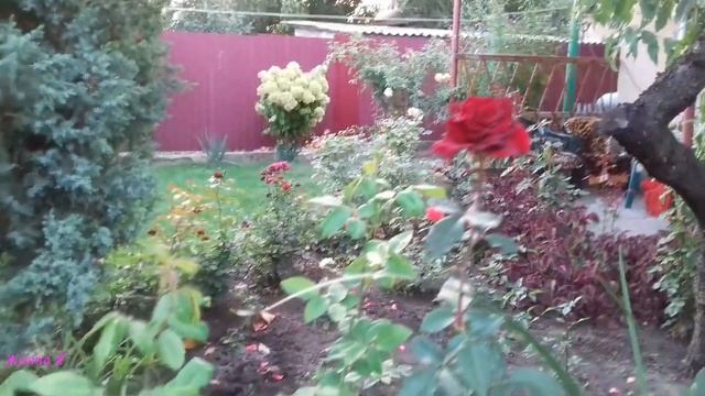 Сентябрь, третье цветение Новалиса. Розы Розовая Пантера, Чёрная Магия, Вильям Шекспир.. смотреть онлайн