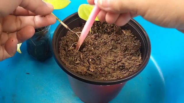 transplanting marcot dayap and pothos propagation смотреть онлайн