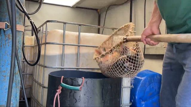 Зарыбление карпом! 10 июня 2022 г. смотреть онлайн