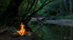 Подкормка рассады капусты после пикировки