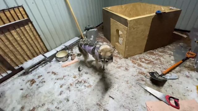 Супер Будка для родов волэнда Веги. В парке Волков ожидаем пополнение. Я застрял в будке. смотреть онлайн