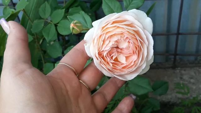 Маки,розы ,пионы красота! смотреть онлайн