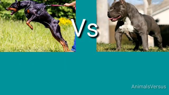 Доберман против питбулья! КТО СИЛЬНЕЕ? Doderman VS Pitbull! WHO IS STRONGER смотреть онлайн