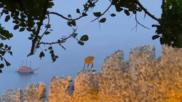 Лучший видовой ресторан Алании -GARDENIA и старая крепость| Канатная дорога все нюансы и цены! смотреть онлайн