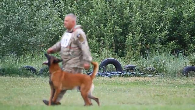 Малинуа Vyatkins' Rudy, сдача испытаний ВН 56 баллов смотреть онлайн