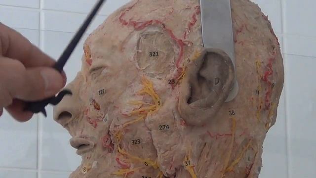 Лучшие Практики Косметологии