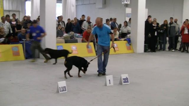 WORLD DOG SHOW 2009 Rottweiler