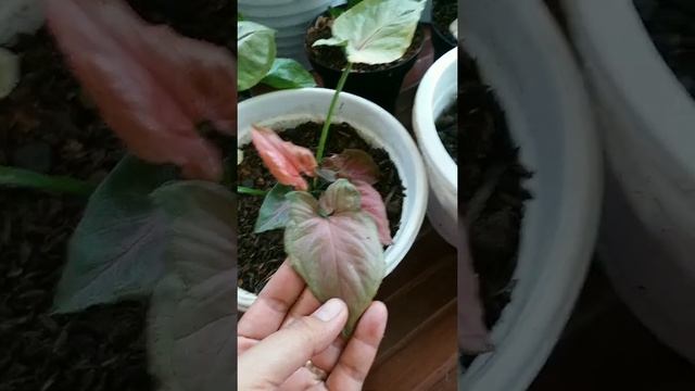 Syngonium pink | perbedaan syngonium neon robusta dengan perfection #24 смотреть онлайн